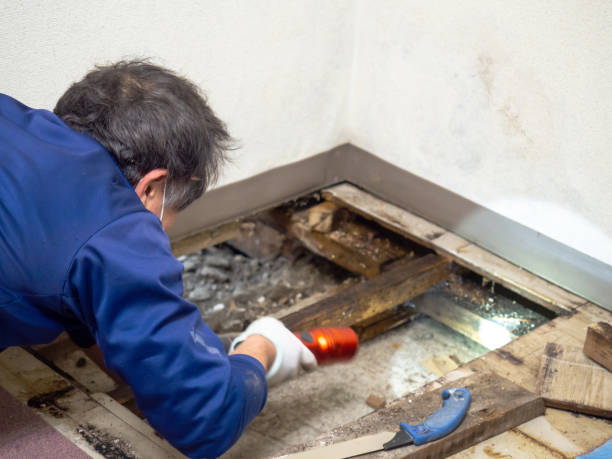 Best Mold Damage Repair  in Clarendon Hls, IL