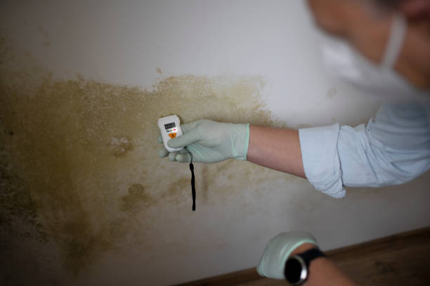 Best Crawl Space Mold Removal  in Clarendon Hls, IL