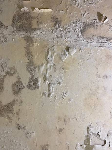 Best Residential Mold Removal  in Clarendon Hls, IL