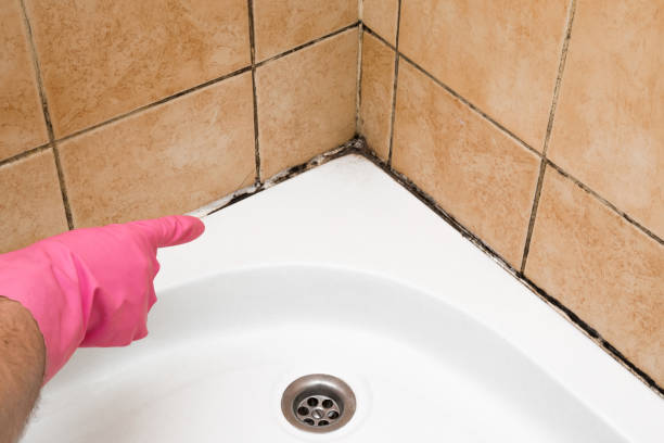 Best Mold Removal Company Near Me  in Clarendon Hls, IL