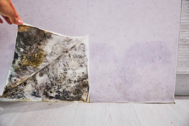 Best Commercial Mold Removal  in Clarendon Hls, IL